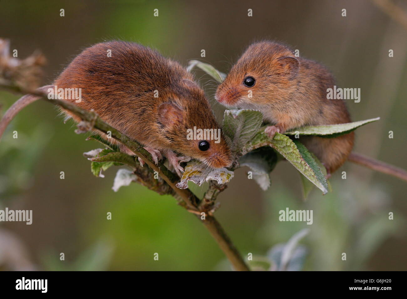 harvest mouse, Germany / (Micromys minutus) Stock Photo