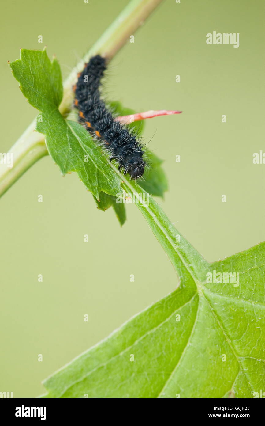 Small Emperor Moth, caterpillar, Germany / (Saturnia pavonia) Stock Photo