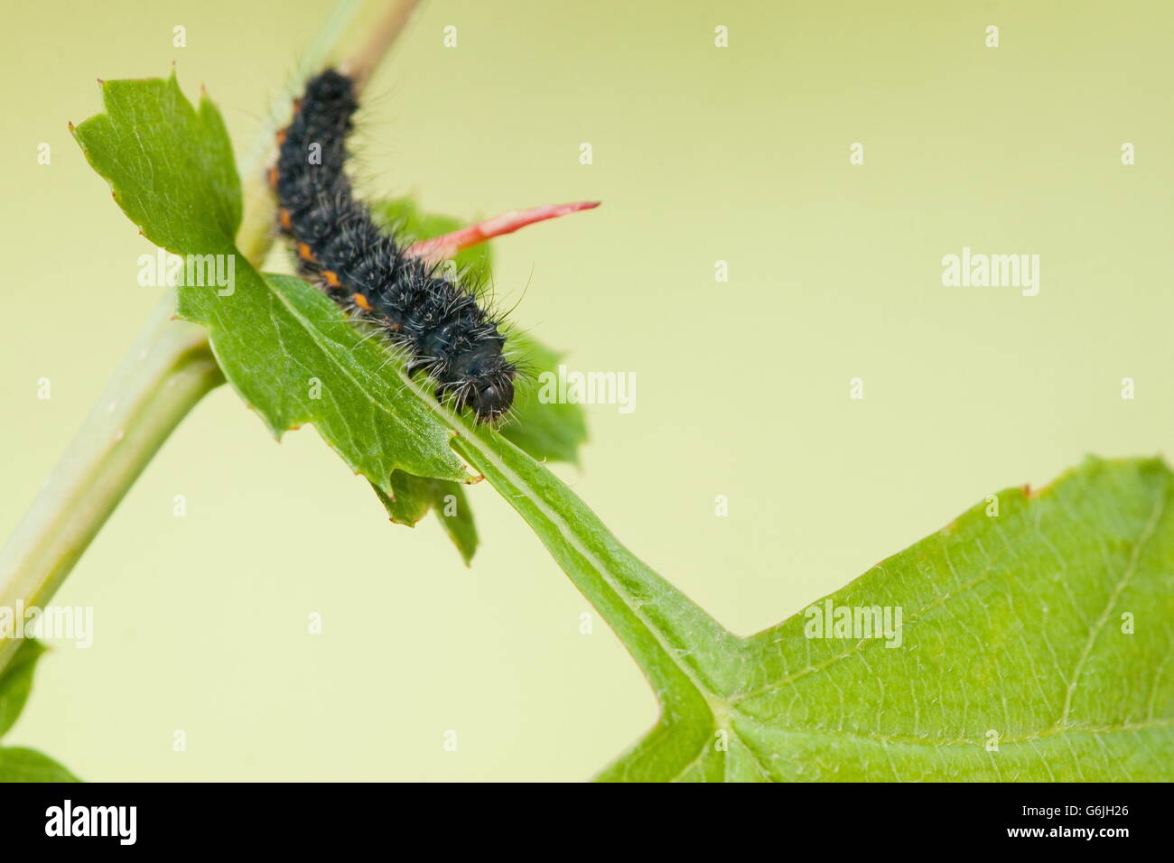 Small Emperor Moth, caterpillar, Germany / (Saturnia pavonia) Stock Photo