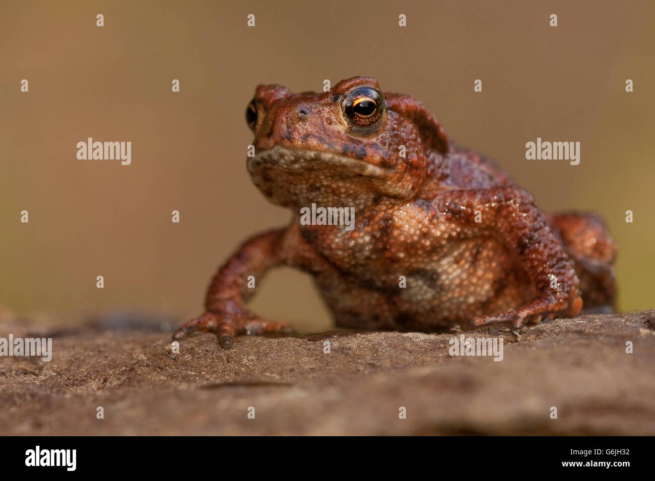 common toad, Germany / (Bufo bufo) Stock Photo