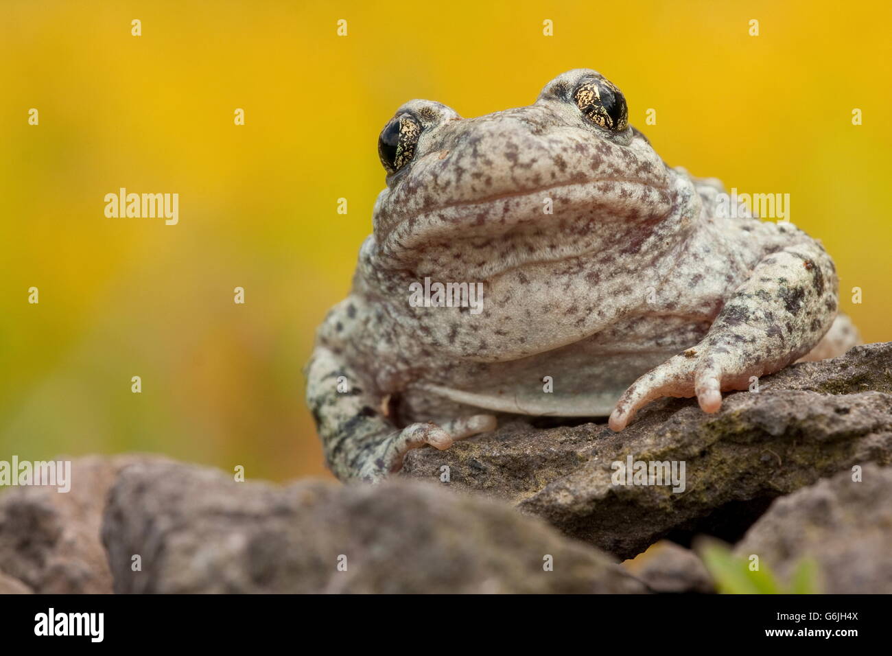 common midwife toad, Germany / (Alytes obstetricans) Stock Photo