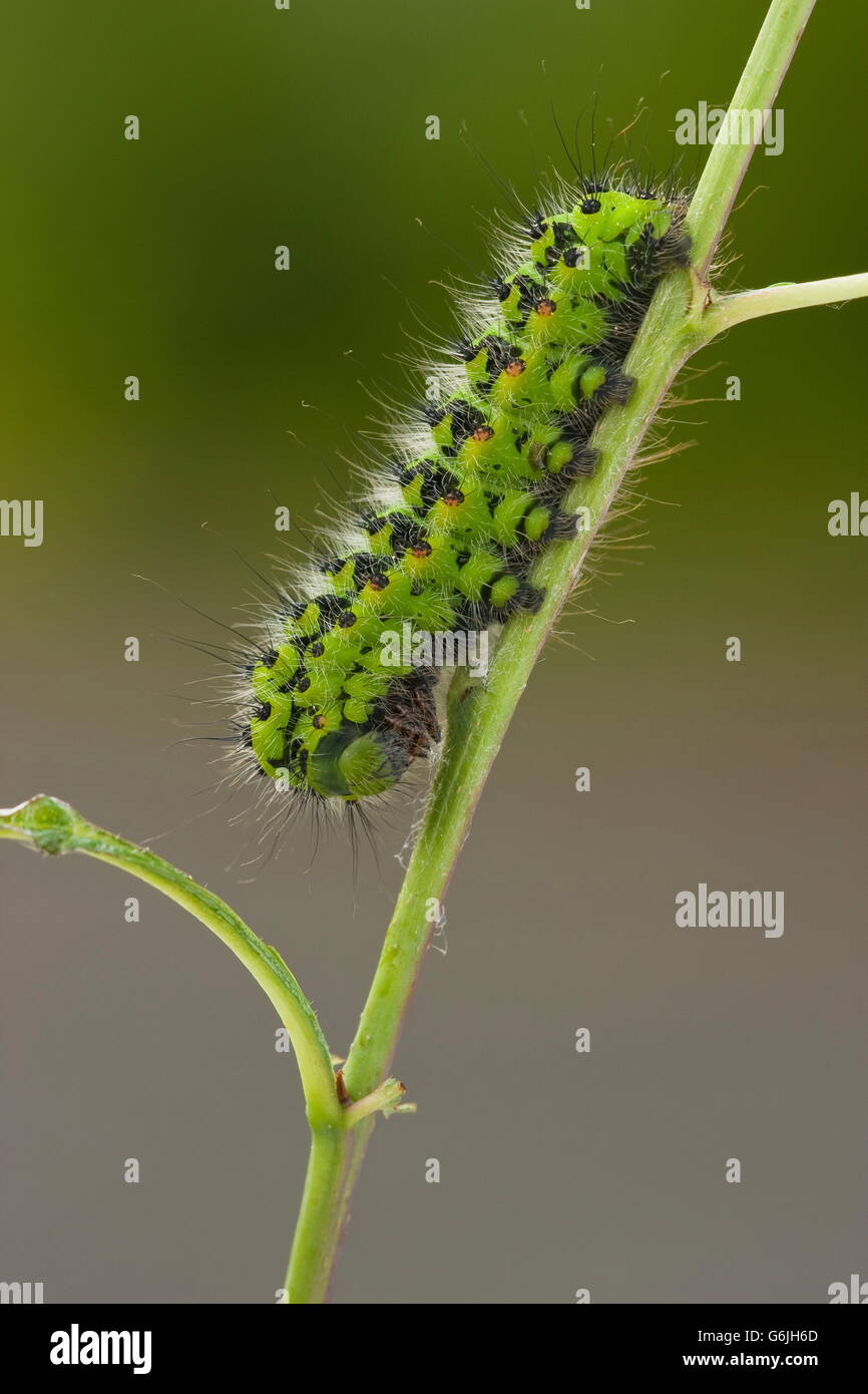 Small Emperor Moth, caterpillar, Germany / (Saturnia pavonia Stock ...