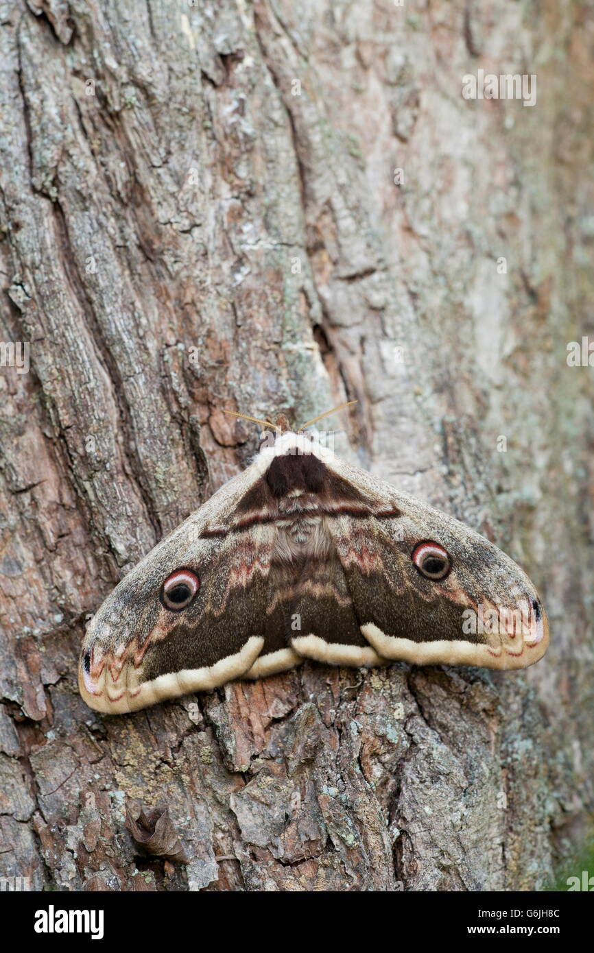 Giant Peacock Moth, female, Germany / (Saturnia pyri) Stock Photo