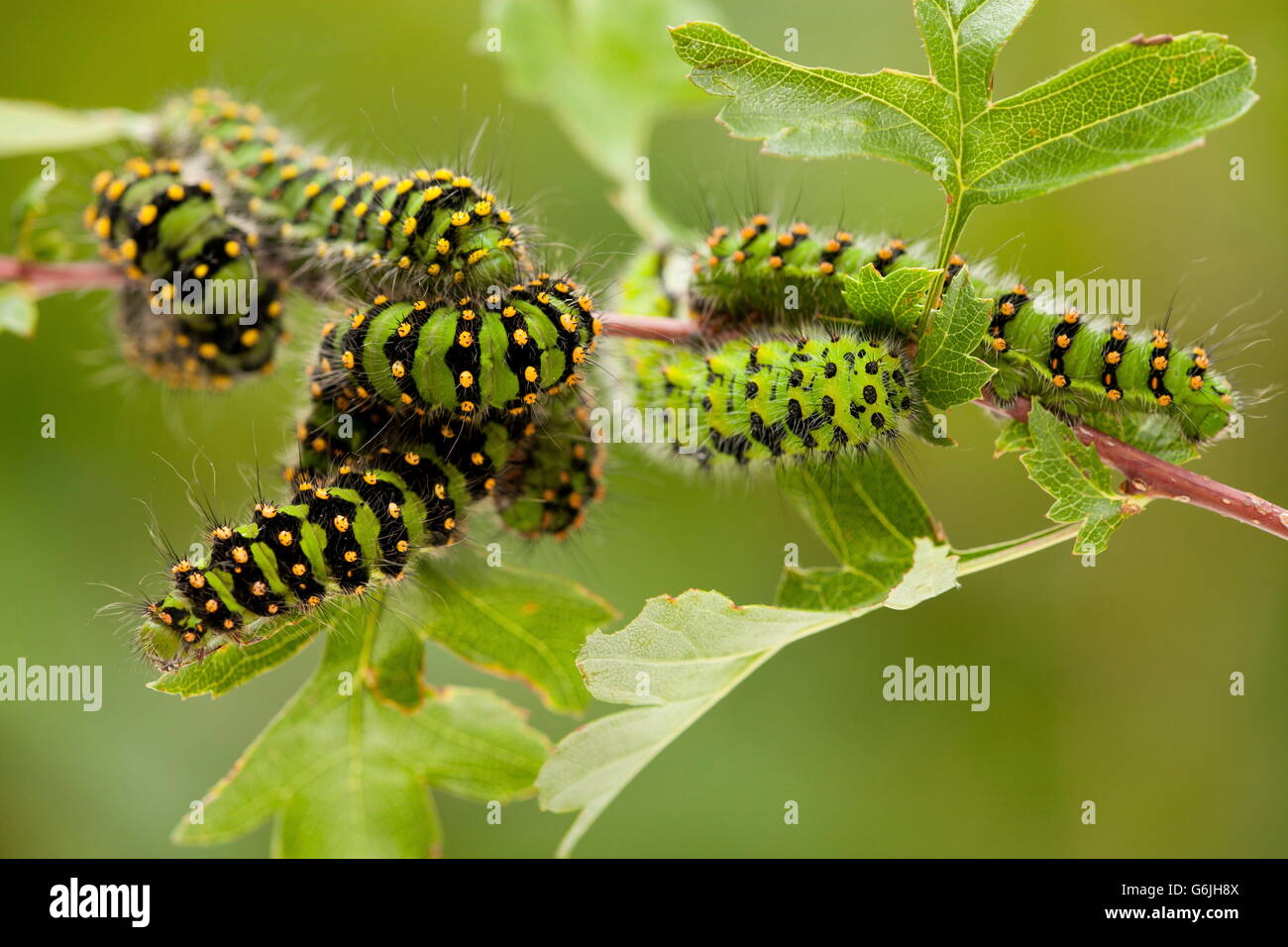 Small Emperor Moth, caterpillar, Germany / (Saturnia pavonia) Stock Photo