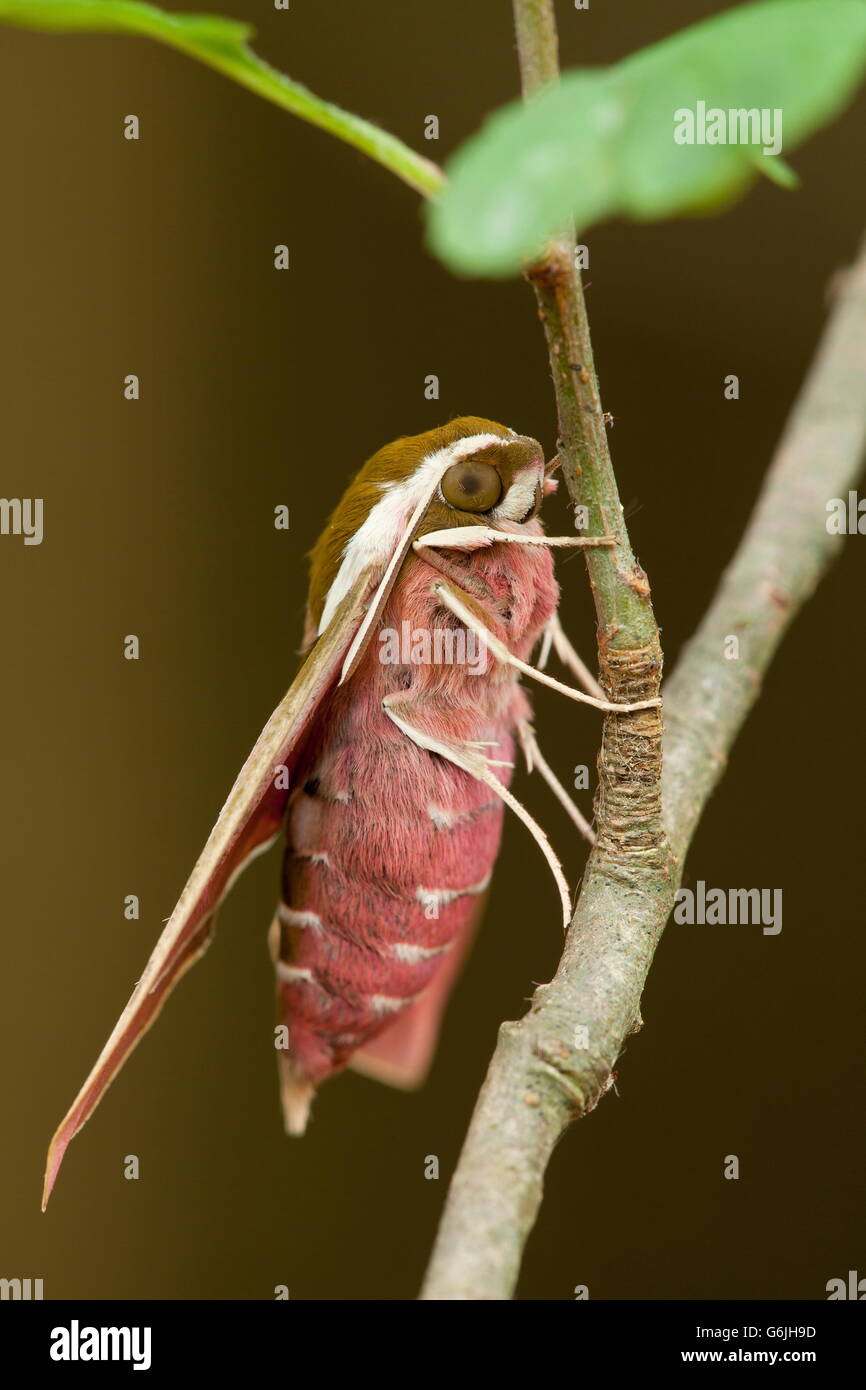 Spurge Hawk-moth, Germany / (Hyles euphorbiae) Stock Photo