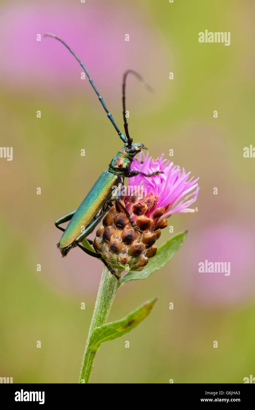 Musk beetle, Germany / (Aromia moschata Stock Photo - Alamy