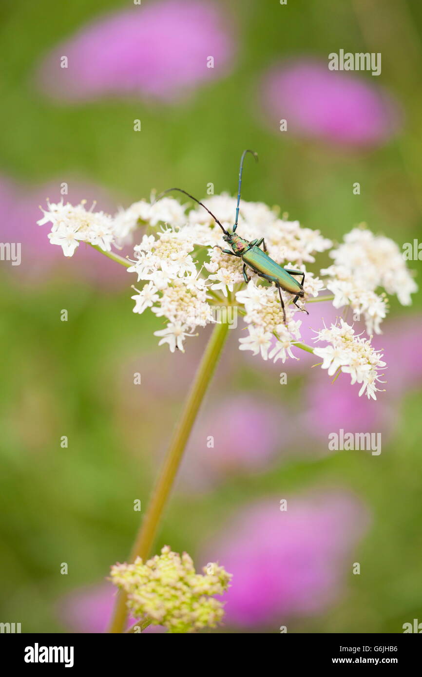 Musk beetle, Germany / (Aromia moschata) Stock Photo