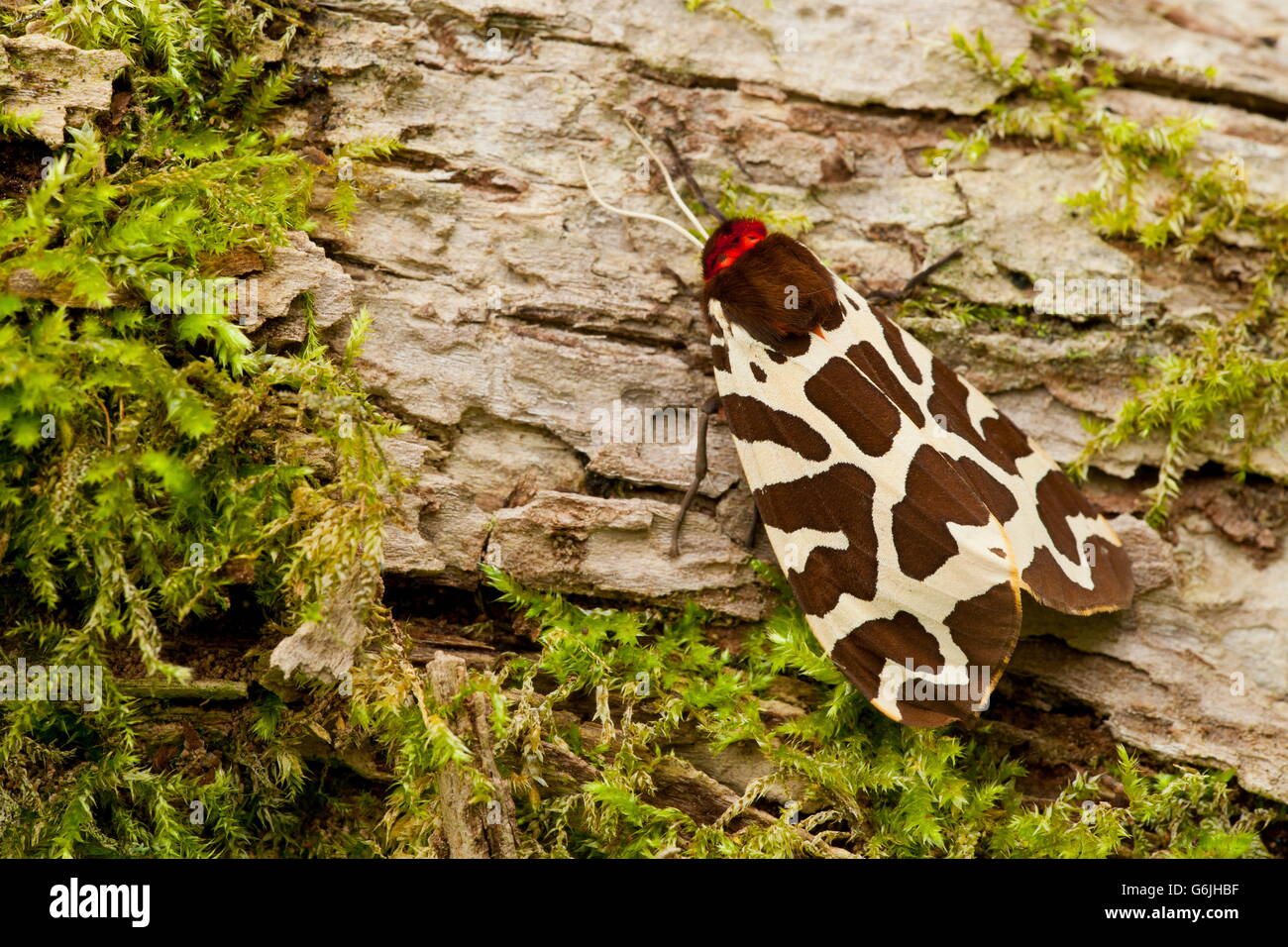 garden tiger moth, Germany / (Arctia caja) Stock Photo