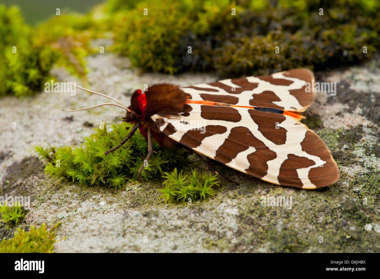 garden tiger moth, Germany / (Arctia caja) Stock Photo