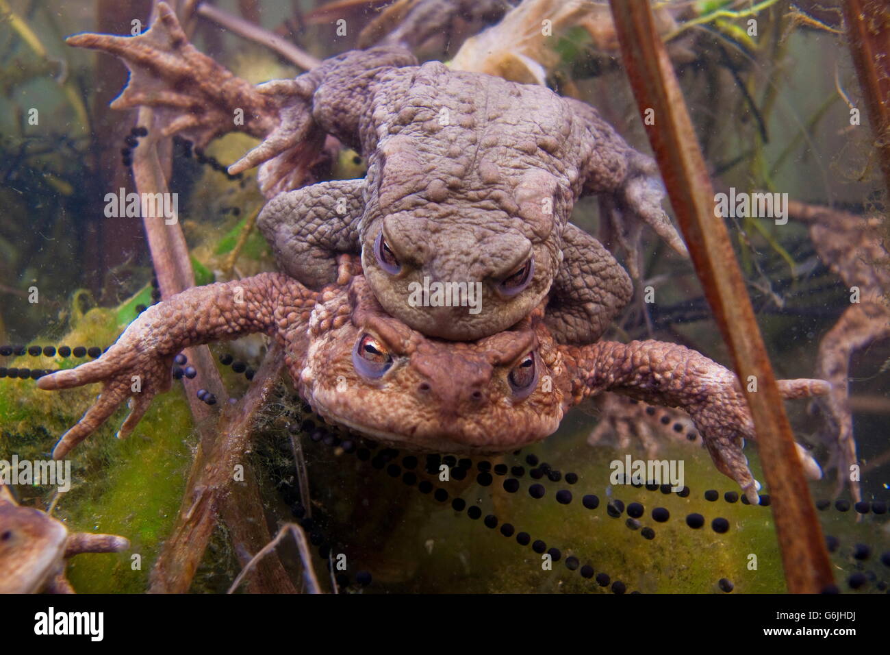 common toad, pairing, spwan, Germany / (Bufo bufo) Stock Photo