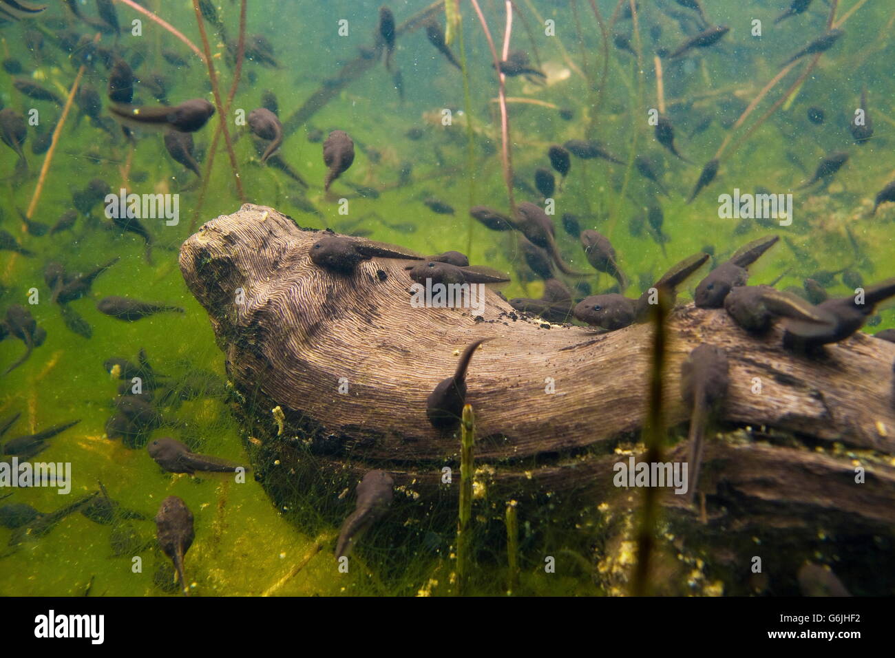 common toad, polliwog, underwater, Germany / (Bufo bufo) Stock Photo