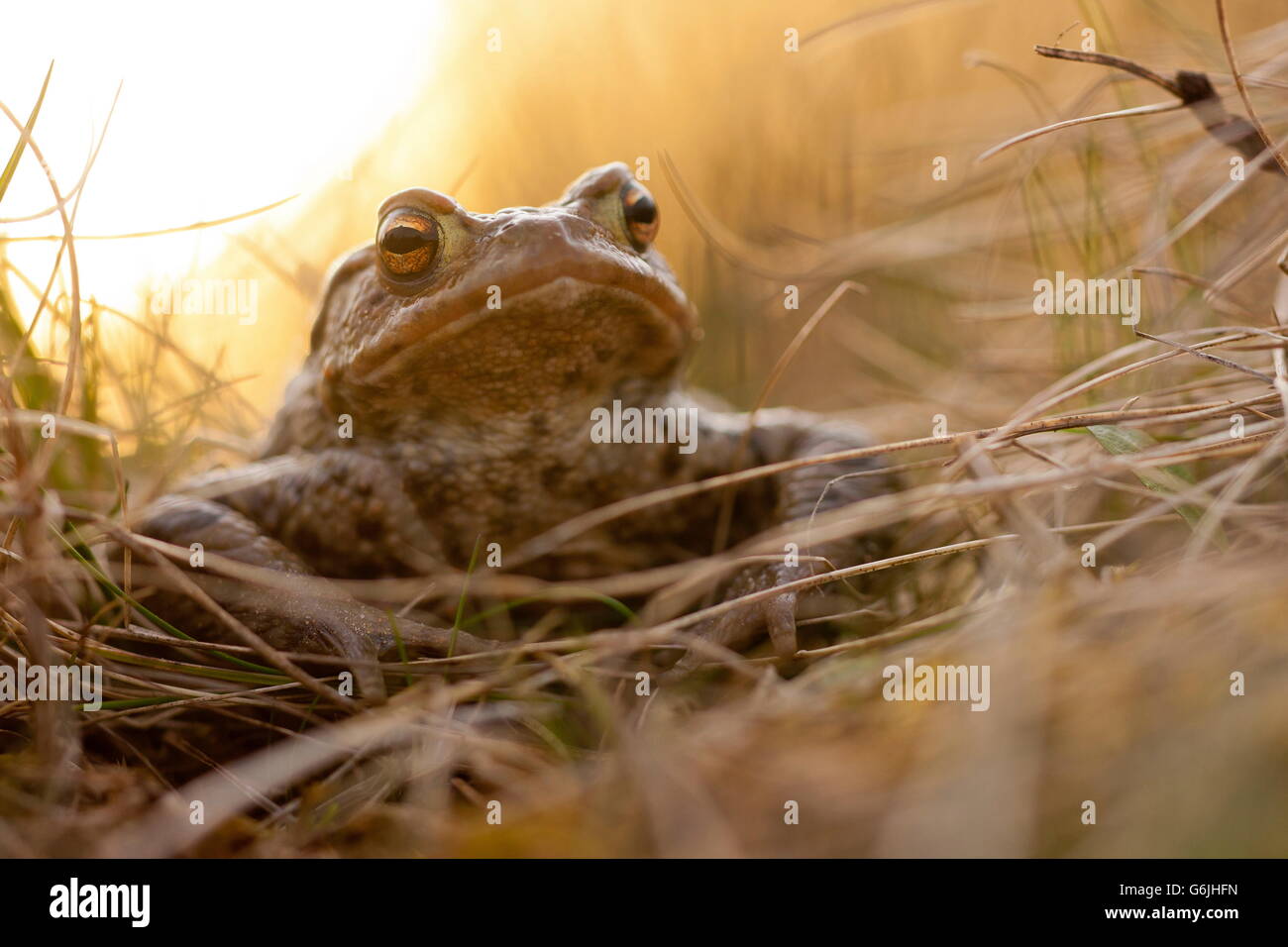 common toad, Germany / (Bufo bufo) Stock Photo