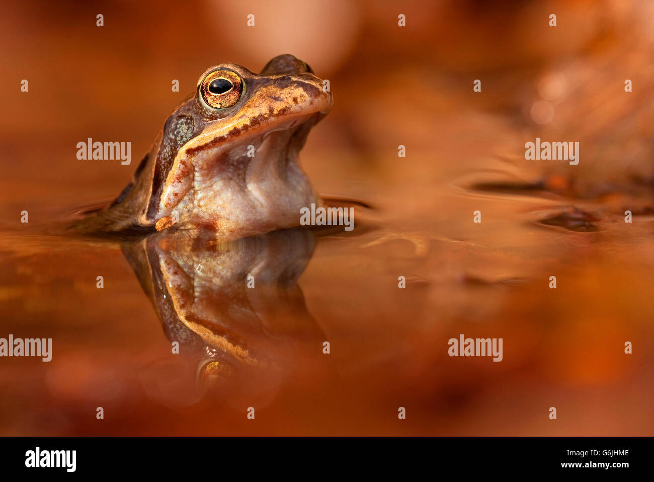 common frog, Germany / (Rana temporaria) Stock Photo