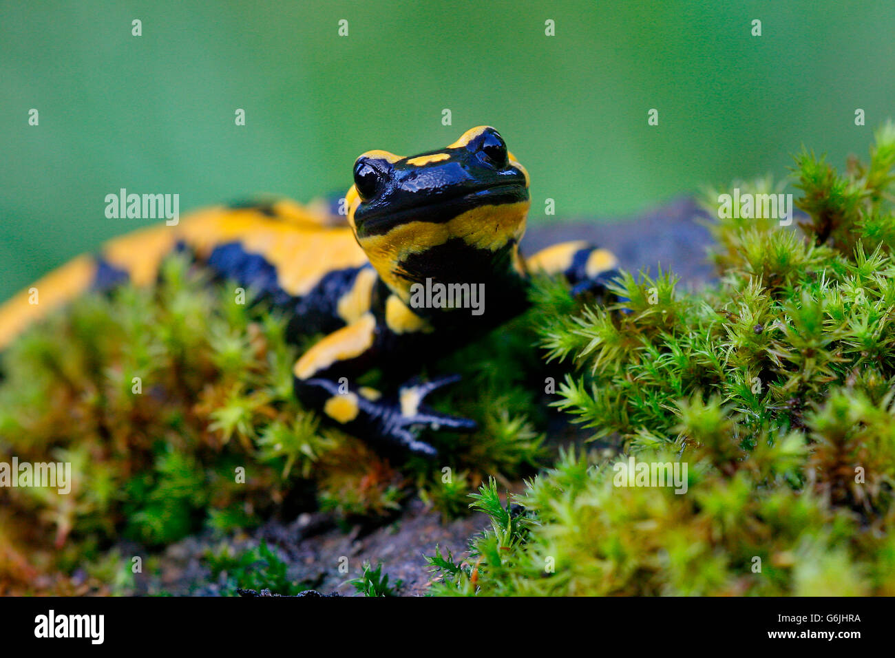 fire salamander, Germany / (Salamandra salamandra) Stock Photo