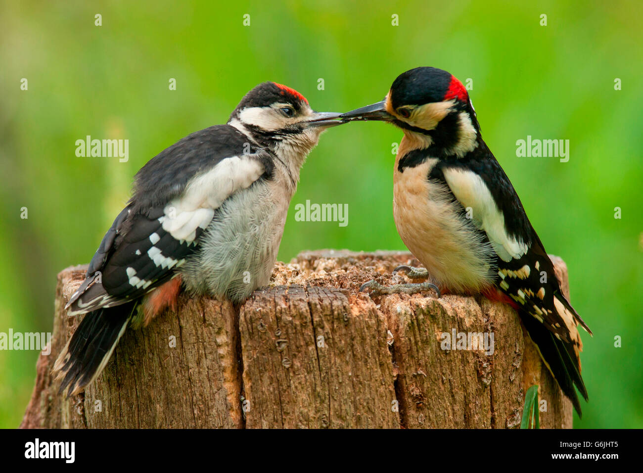 great spotted woodpeckers, Germany / (Dendrocopos major) Stock Photo