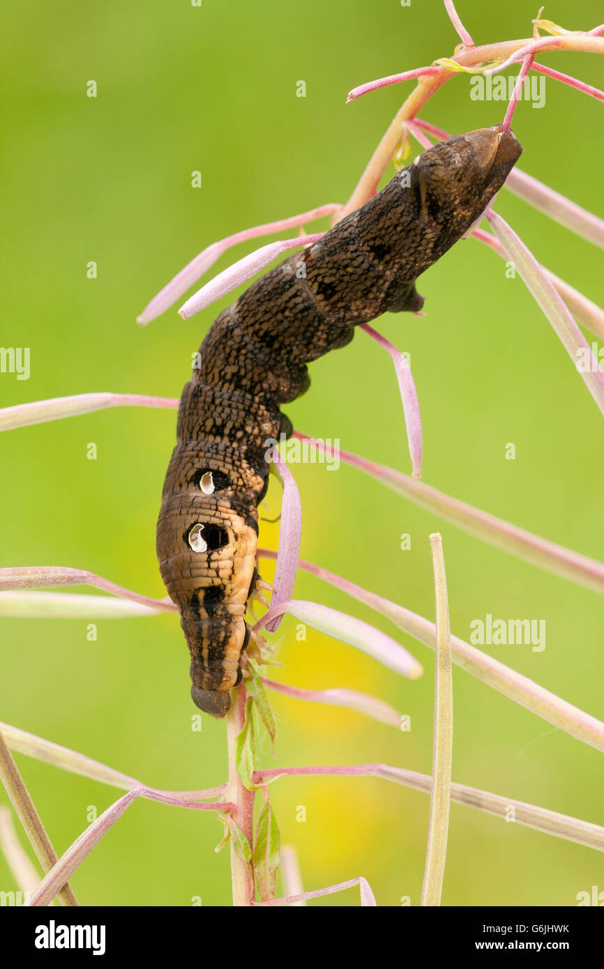 Elephant Hawk-moth, caterpillar, Germany / (Deilephila elpenor) Stock Photo
