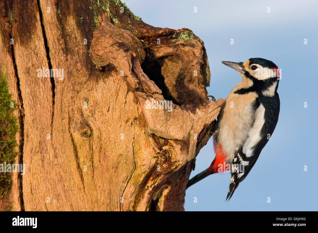 great spotted woodpecker, Germany / (Dendrocopos major) Stock Photo