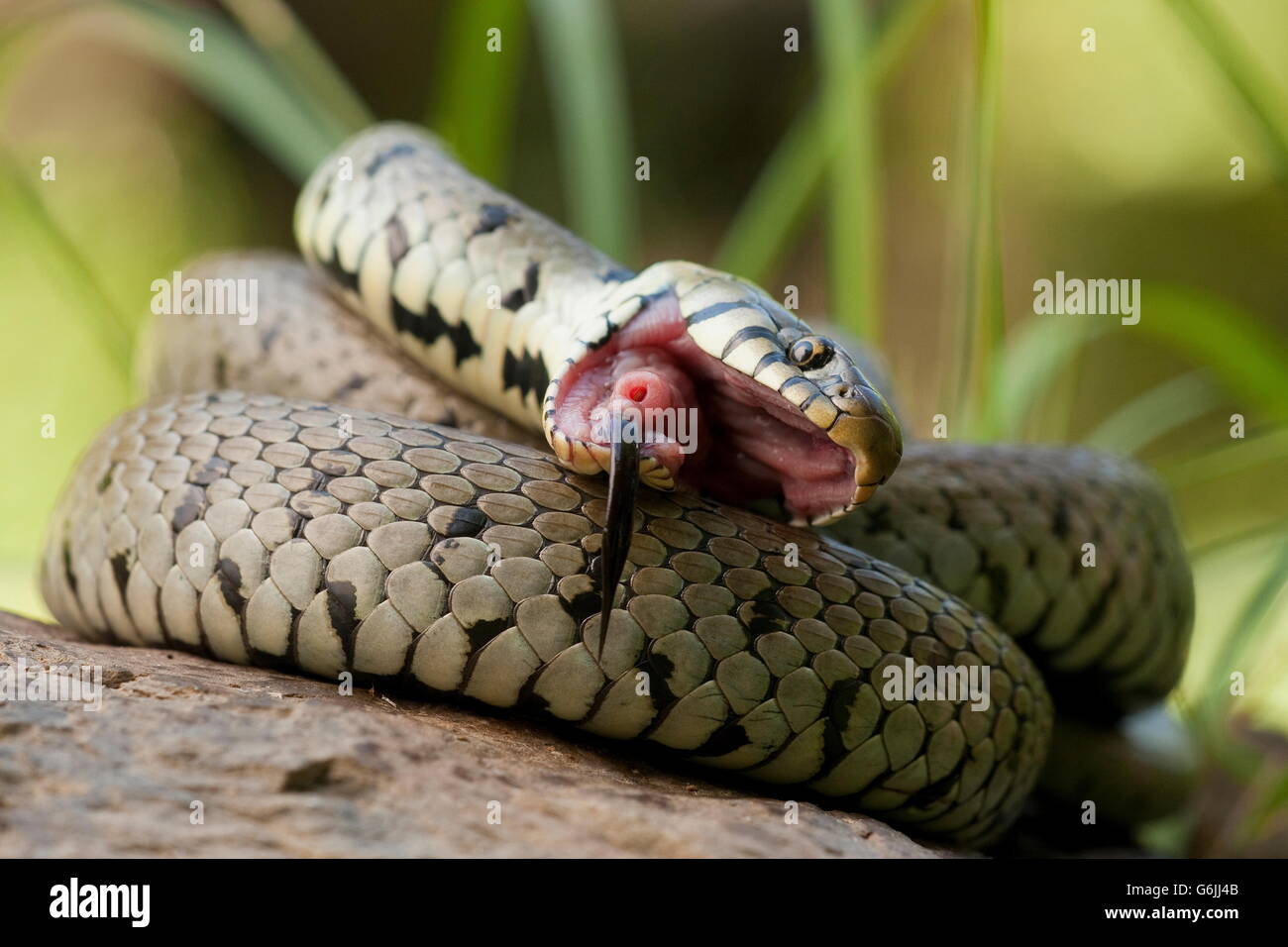 Grass Snake, Germany / (Natrix natrix) Stock Photo