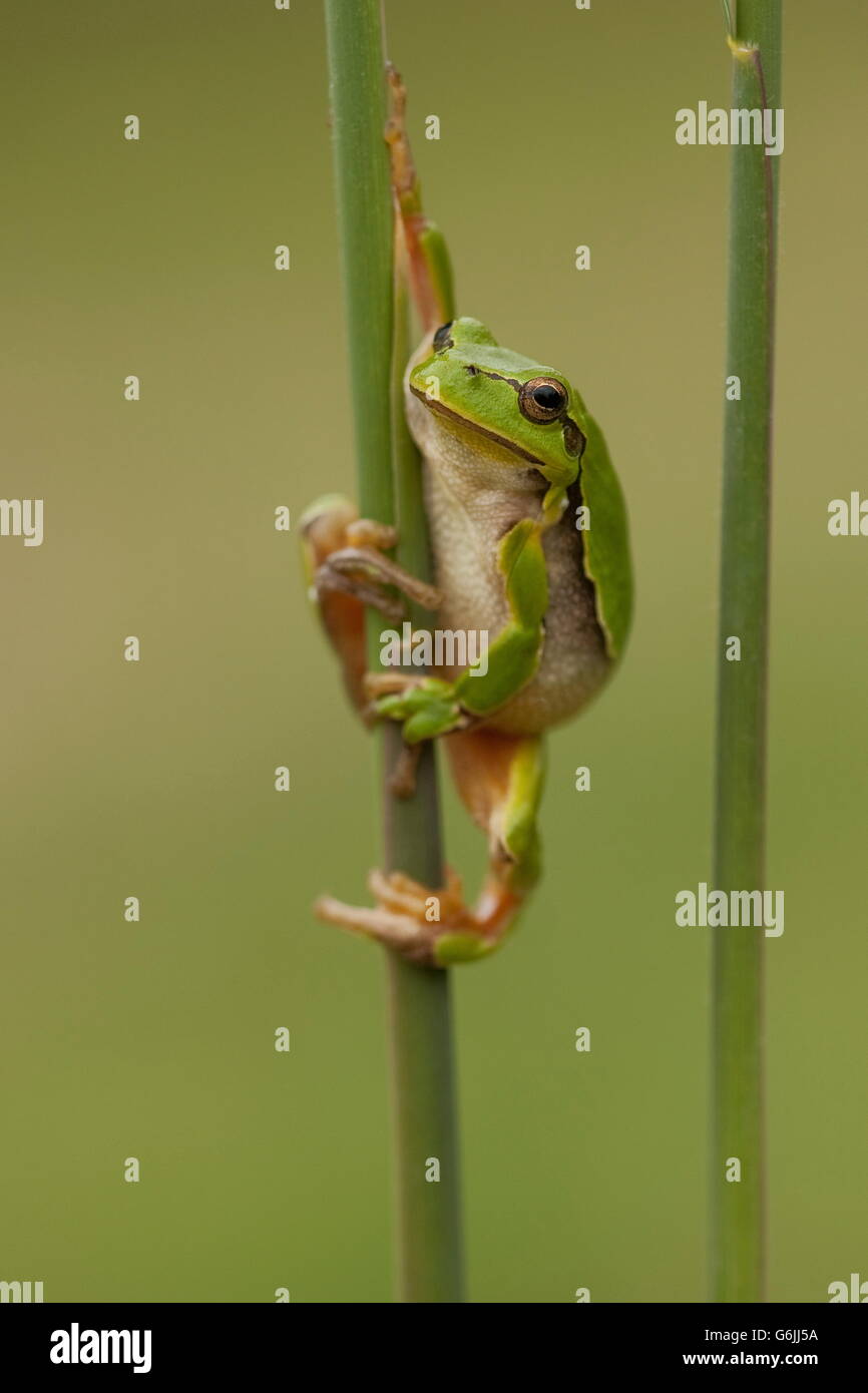European tree frog, Germany / (Hyla arborea) Stock Photo