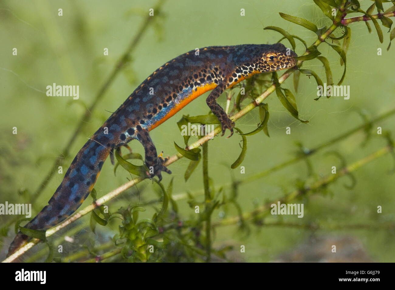 alpine newt, Germany / (Ichthyosaura alpestris) Stock Photo