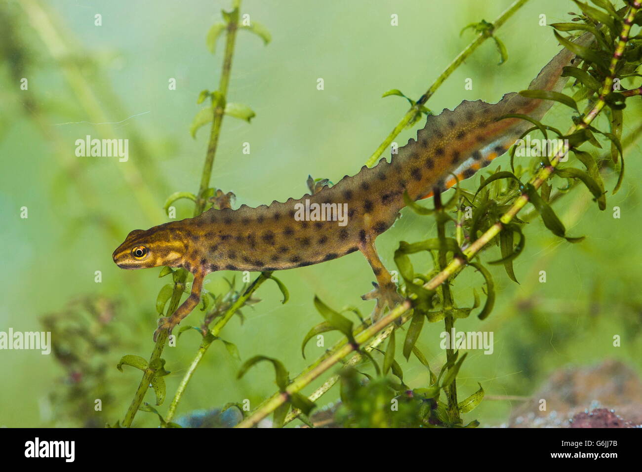 smooth newt, male, Germany / (Lissotriton vulgaris) Stock Photo