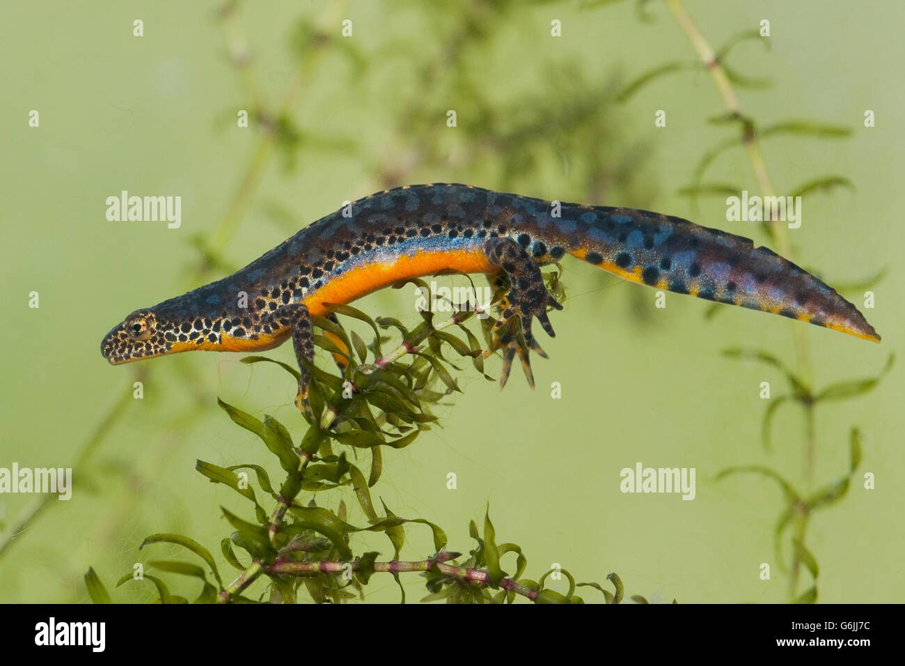 alpine newt, under water, Germany / (Ichthyosaura alpestris) Stock Photo