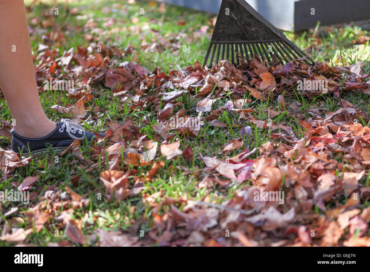 Raking the Autumn leaves off the grass and lawn. Keeping the yard tidy in Autumn and the fall