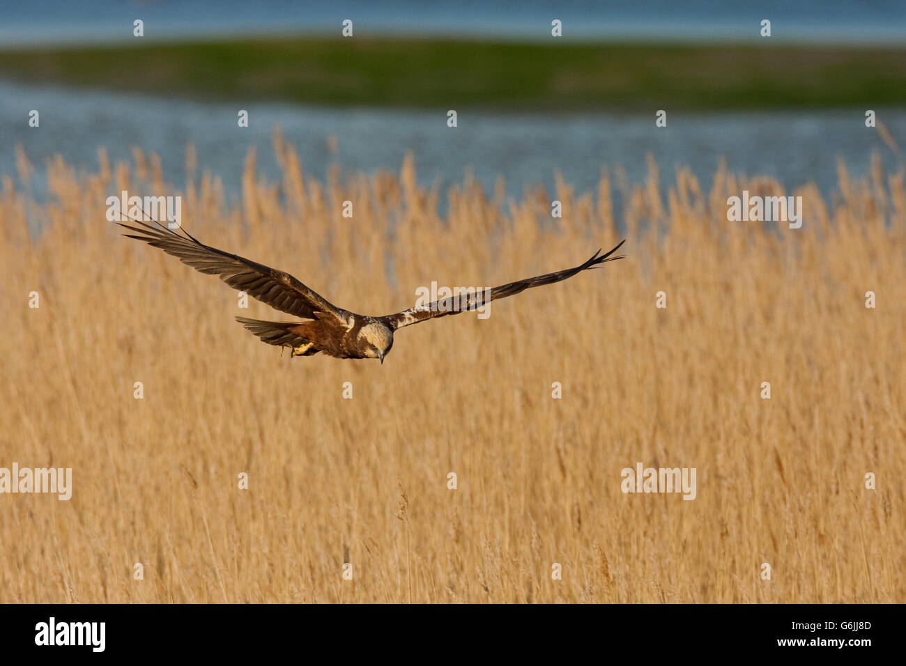 western marsh harrier, Texel, netherlands / (Circus aeruginosus) Stock Photo