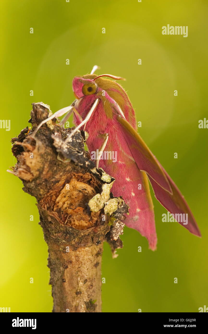 Elephant Hawk-moth, Germany / (Deilephila elpenor) Stock Photo