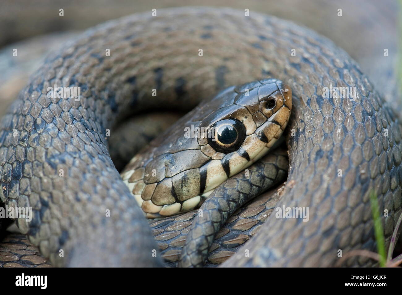 Grass Snake, Germany / (Natrix natrix) Stock Photo