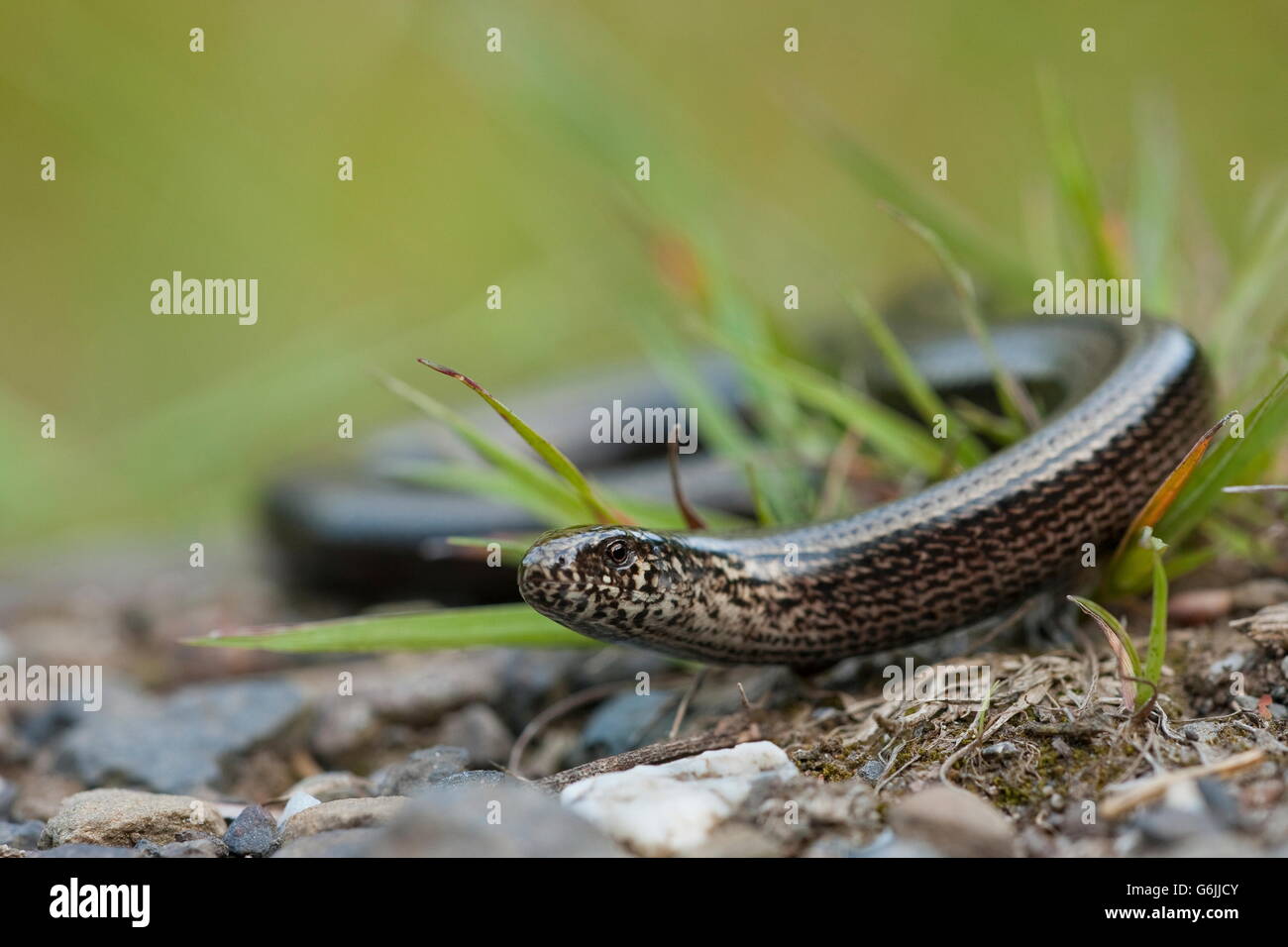 Anguis fragilis hi-res stock photography and images - Alamy