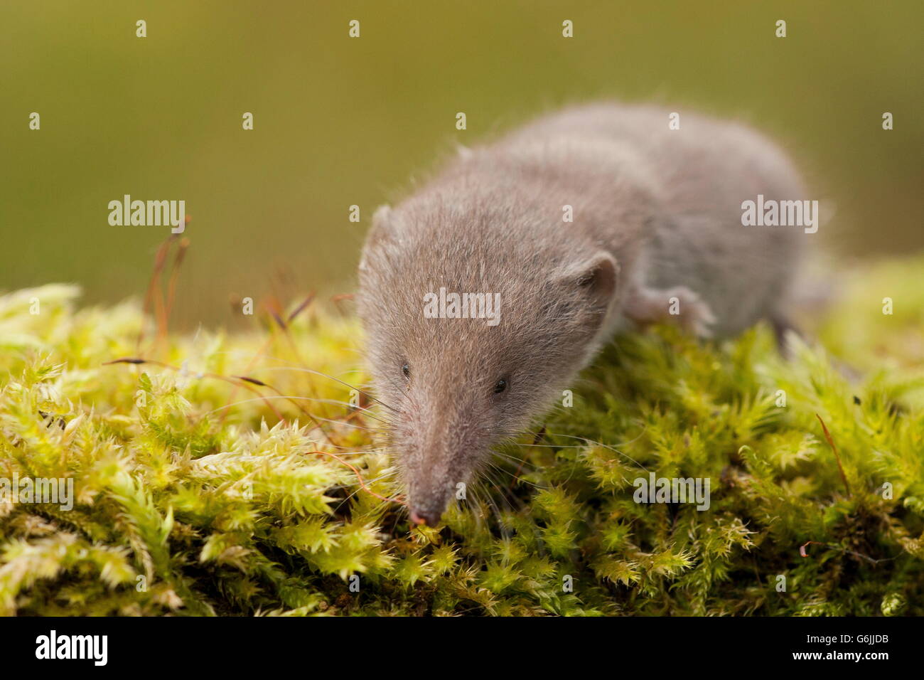 Greater White-toothed Shrew, Germany / (Crocidura russula) Stock Photo