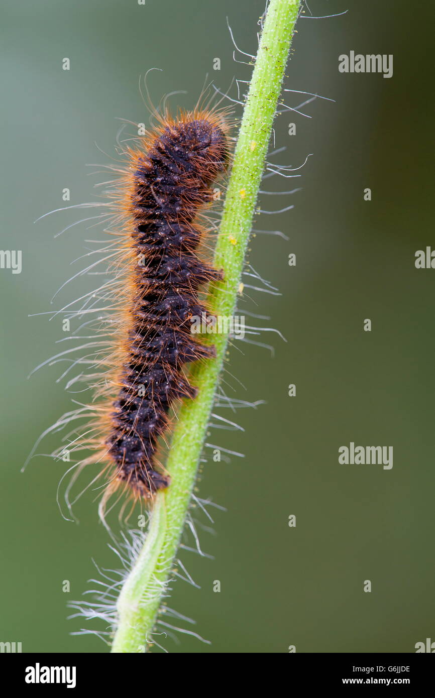 caterpillar, Germany / (Lemonia dumi) Stock Photo