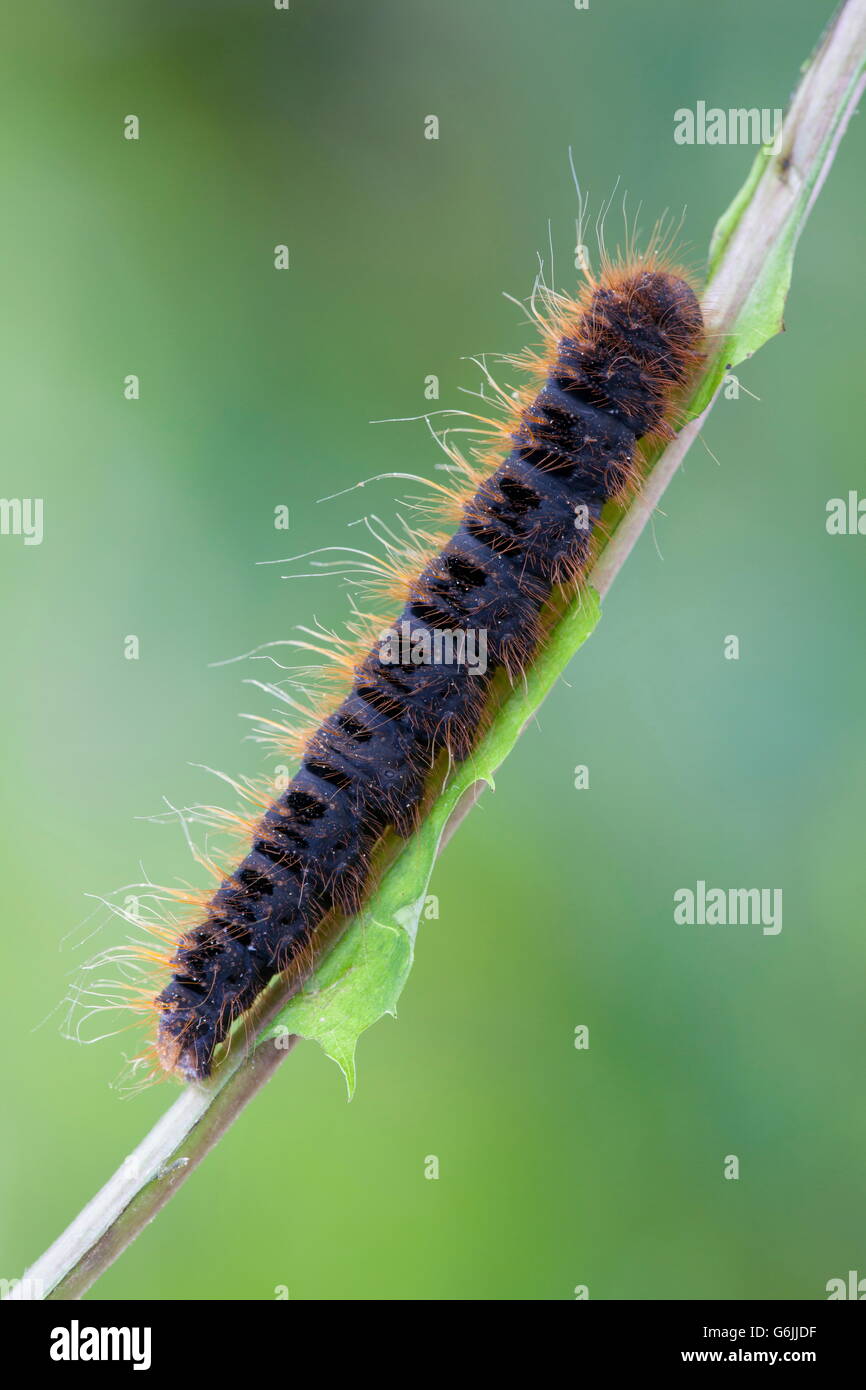 caterpillar, Germany / (Lemonia dumi Stock Photo Alamy