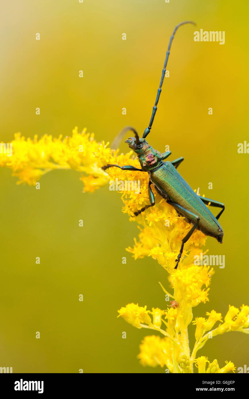 Musk beetle, Germany / (Aromia moschata) Stock Photo