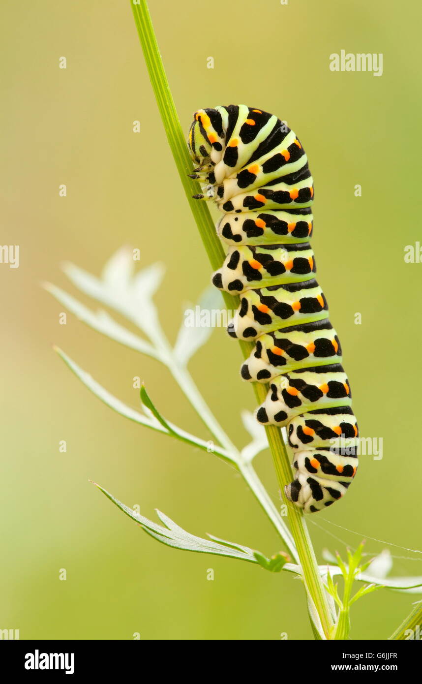 Old World Swallowtail, caterpillar, wild carrot, Germany / (Papilio machaon) (Daucus carota) Stock Photo
