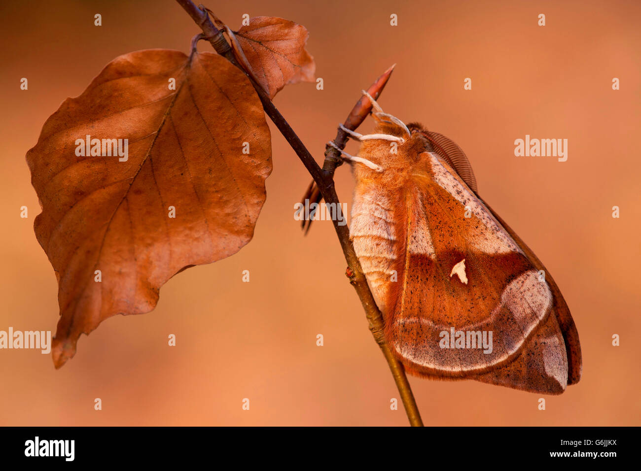 Tau emperor moth hires stock photography and images Alamy