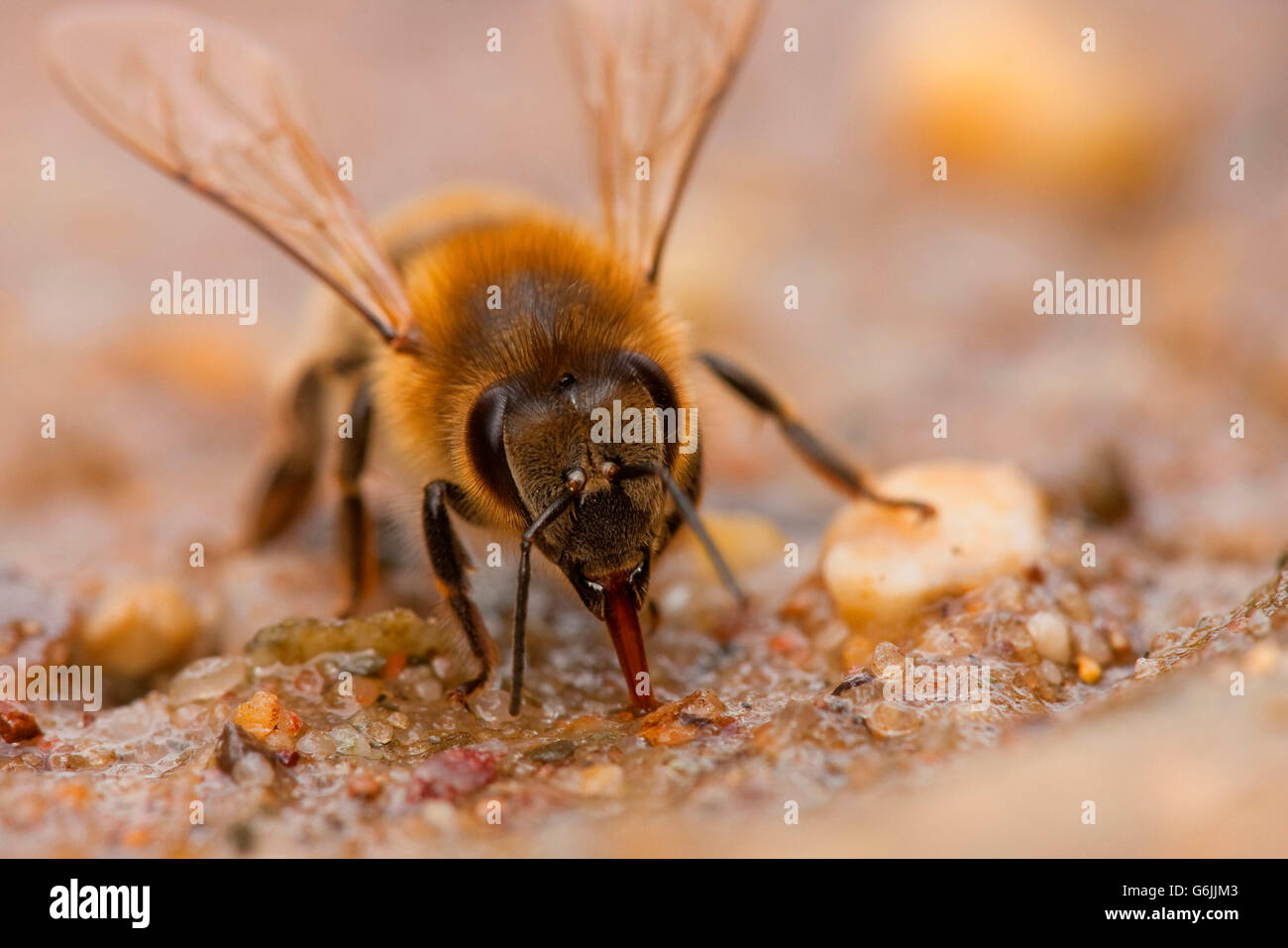 European honey bee, drinking, Germany / (Apis mellifera) Stock Photo