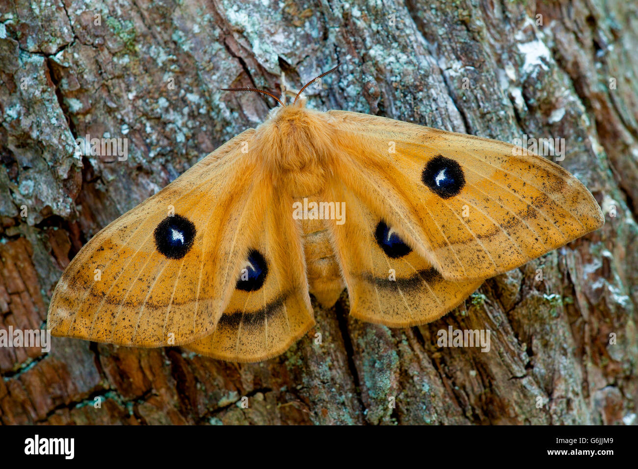 Tau emperor moth hires stock photography and images Alamy