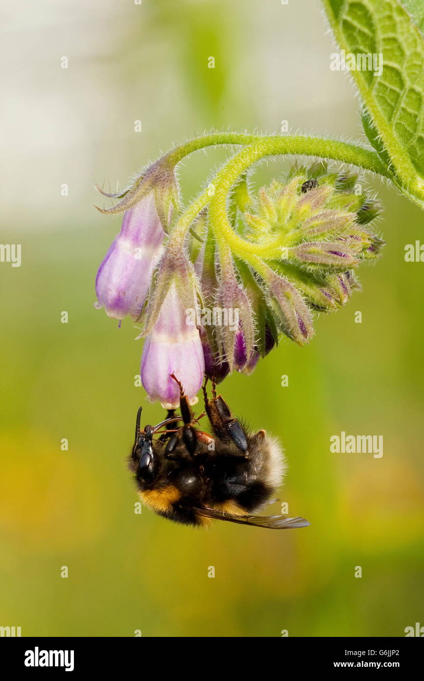 Buff-tailed Bumblebee, Germany / (Bombus terrestris) Stock Photo