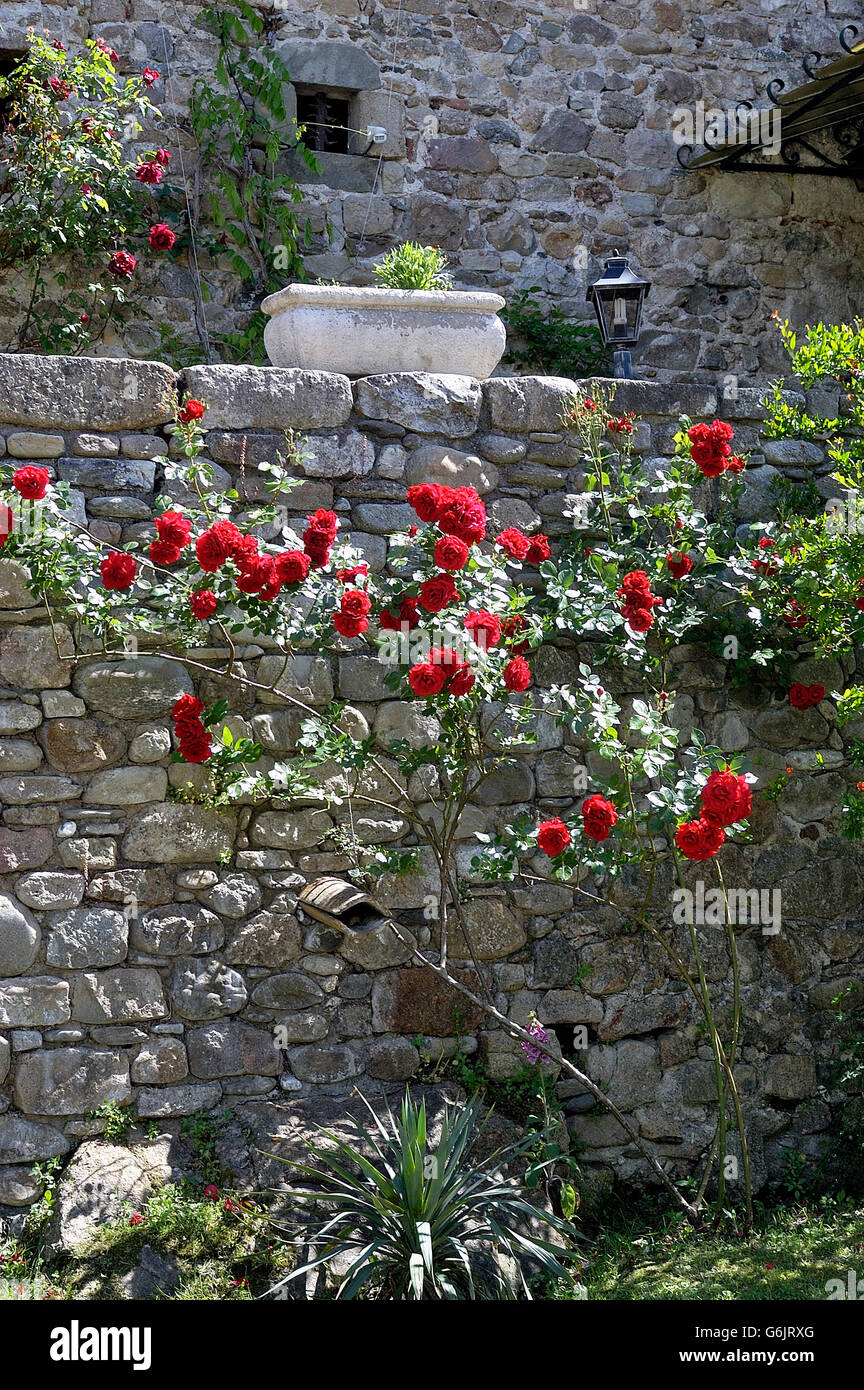 Garden very flowered amid the rubble in Corbes mill in the French department of Gard Stock Photo