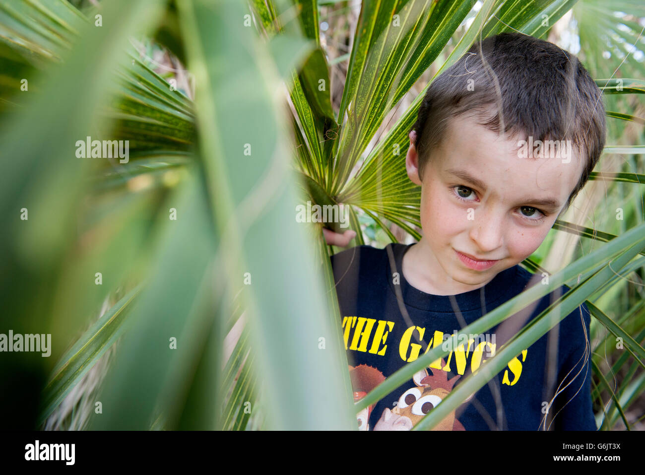 Boy looking through foliage, portrait Stock Photo