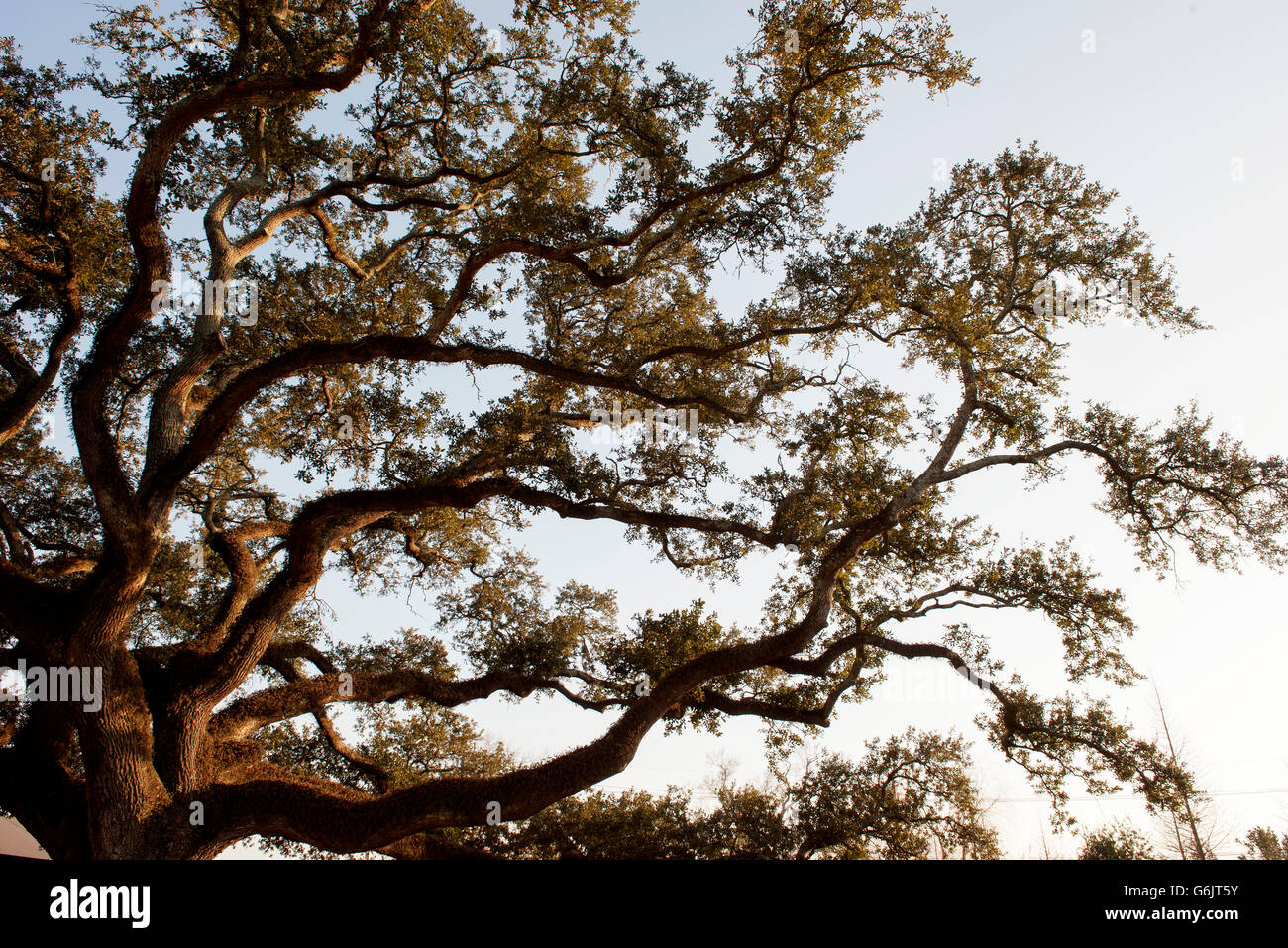 Oak tree branches Stock Photo Alamy