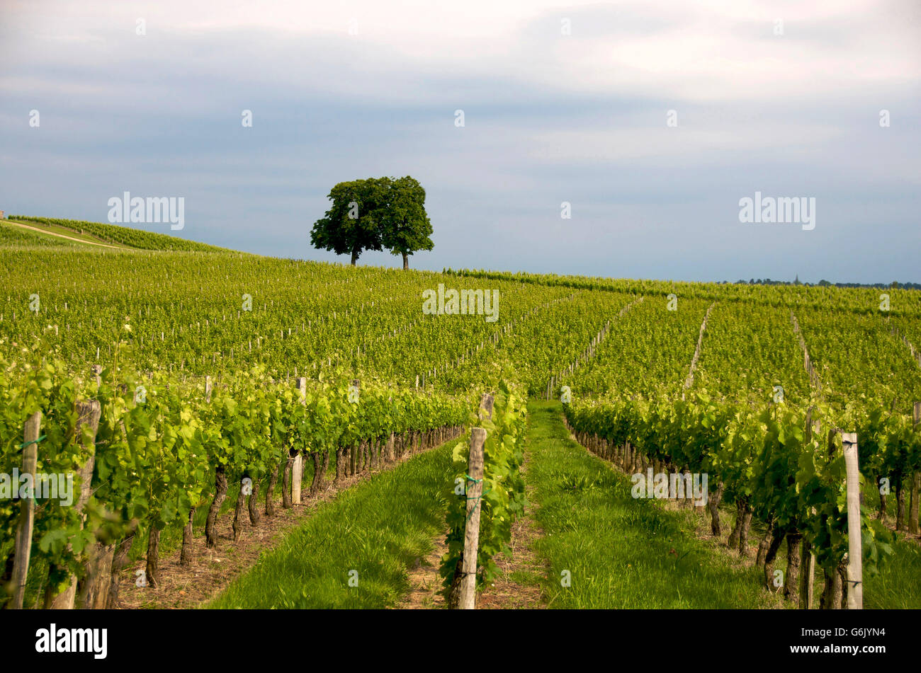 Vineyard of Saint-Emilion, Gironde, Bordeaux, France, Europe Stock Photo