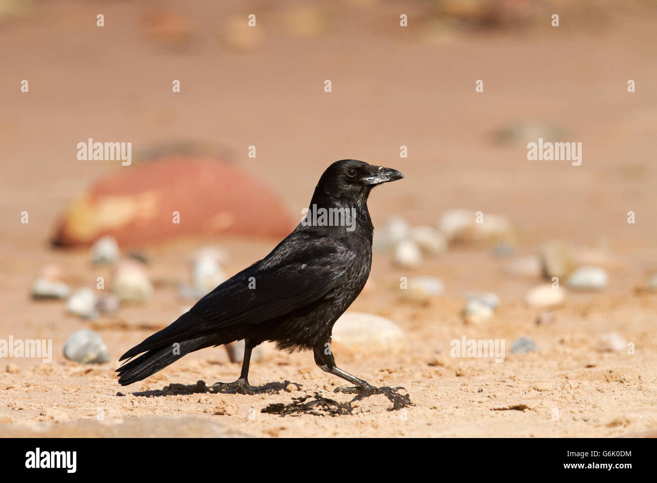 Carrion crow (Corvus corone) walking along the beach at Cromarty, Black Isle, Scotland, United Kingdom, Europe Stock Photo