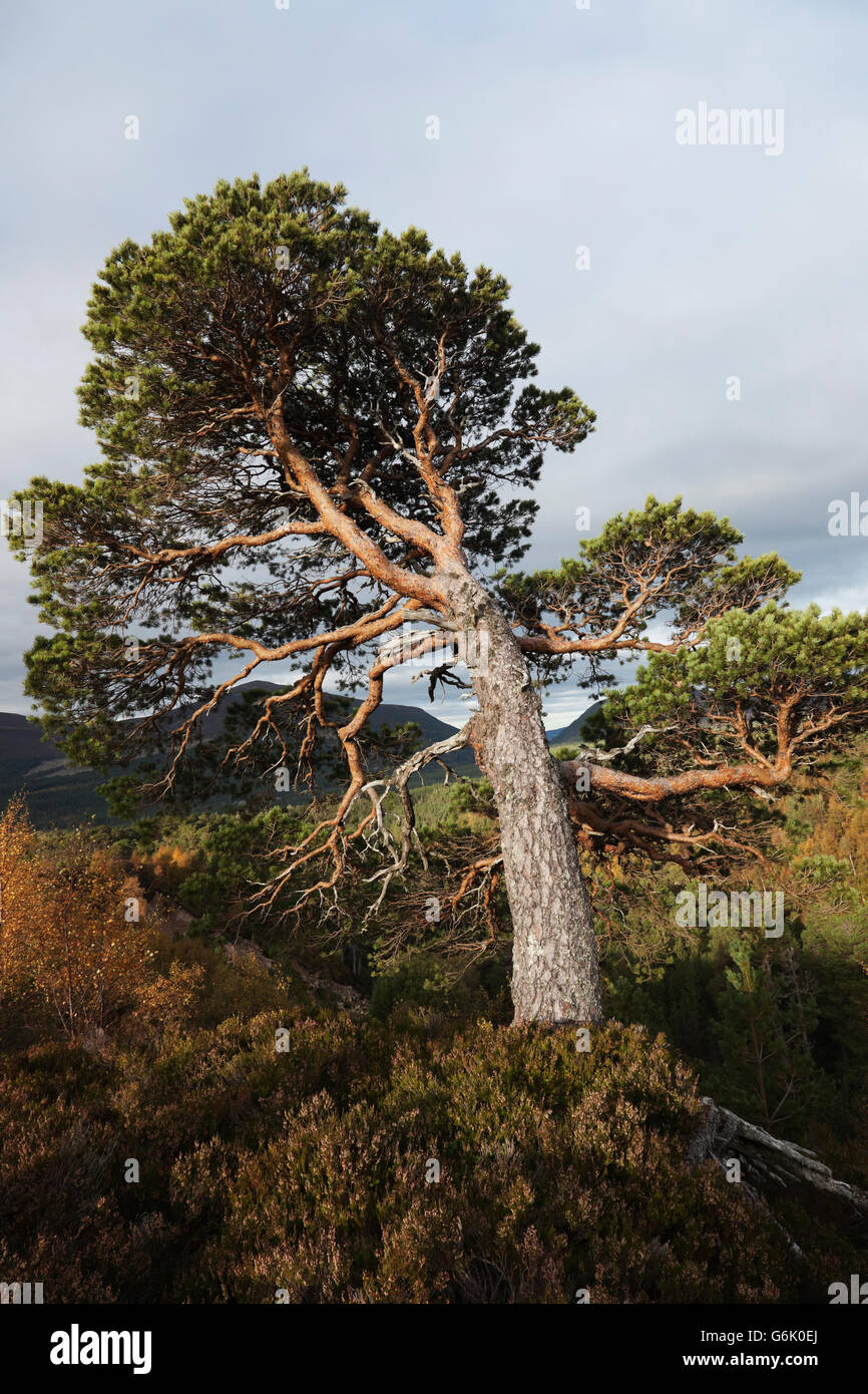 An old bent over Caledonian pine, Scots Pine (Pinus sylvestris), tree shaped by the wind, Cairngorm Mountains, Inverness-Shire Stock Photo