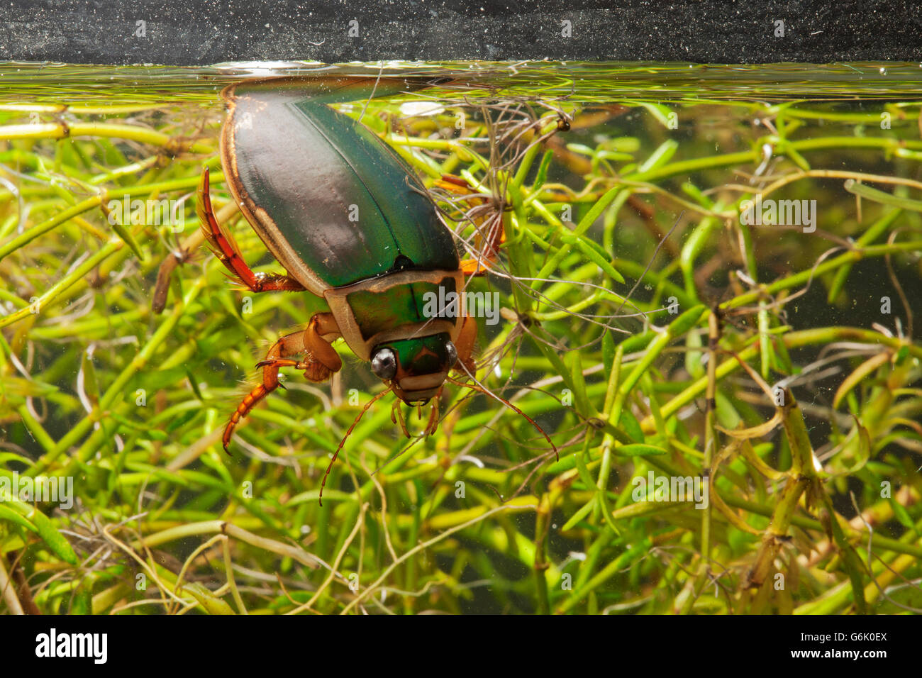 Great diving beetle (Dytiscus marginalis) collecting a bubble of air Stock Photo