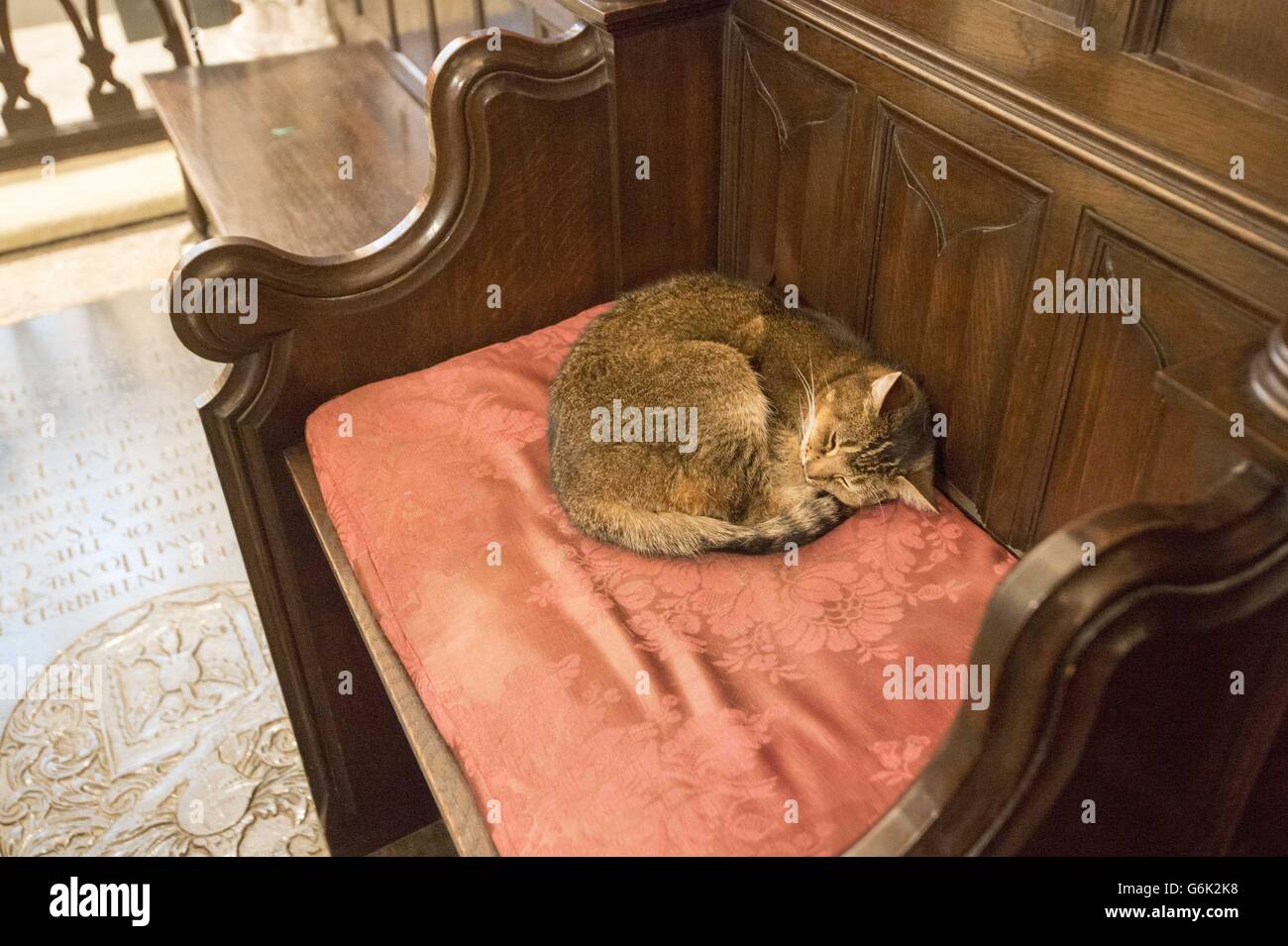 Doorkins Magnificat sleeping in the Bishops chair before the visit by Queen Elizabeth II the Southwark Cathedral, London. Stock Photo