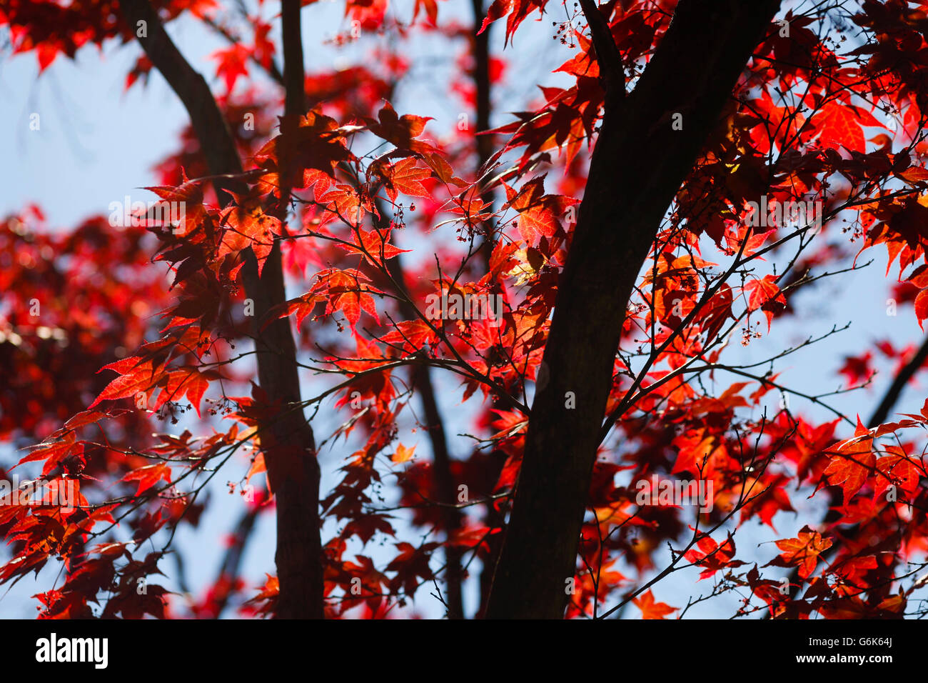 Nature photography with japanese maple hi-res stock photography and ...