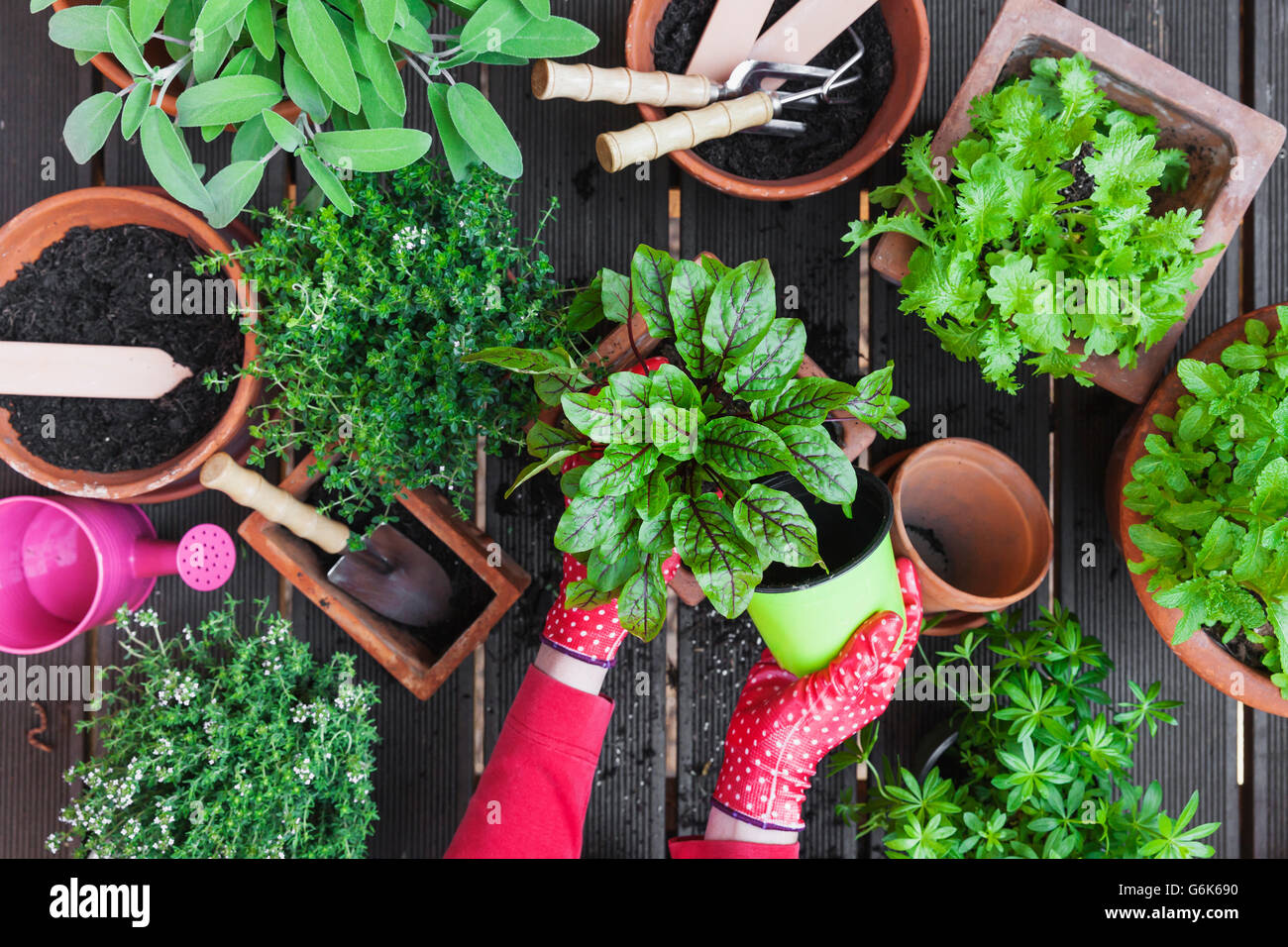 Gardening, medicinal and kitchen plants Stock Photo Alamy